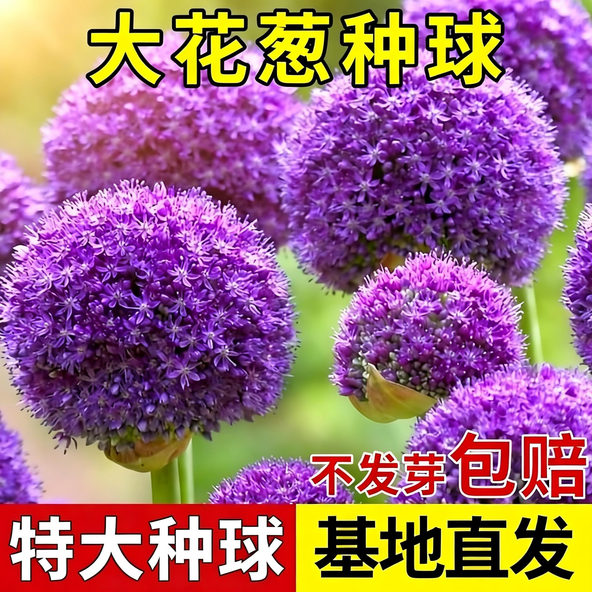 进口大花葱种球大使荷兰耐寒花卉阳台庭院地栽植物大葱花球根好养