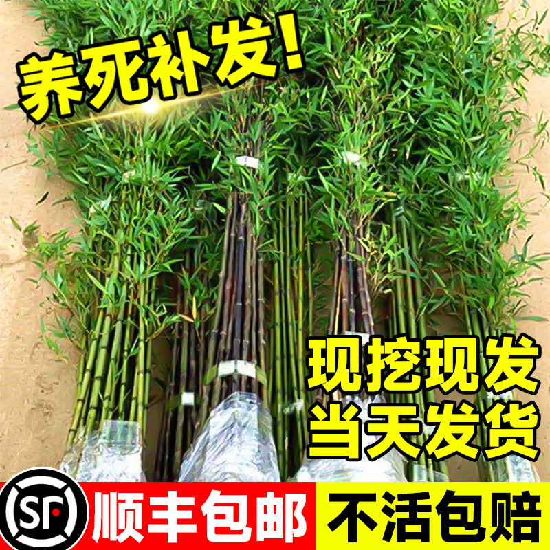 竹子苗庭院室外植物耐寒四季观赏盆栽好养青竹苗金镶玉罗汉竹植物
