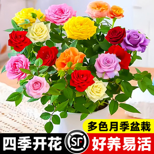 多色嫁接玫瑰花盆栽室内阳台月季 耐寒植物好养易活带花苞 花苗四季