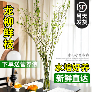 龙柳鲜枝水培植物插花干枝客厅室内净化空气带芽泡水长根装饰盆栽