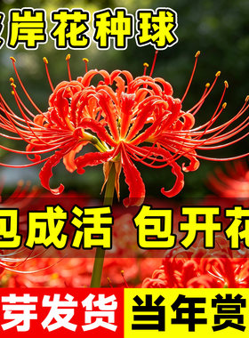 彼岸花种球特大进口红色石蒜曼珠沙华好养耐寒阳台花卉龙爪花盆栽