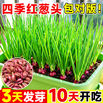 四季火葱头种小香葱葱头种子四川红葱头苗新鲜盆栽春季阳台种菜苗