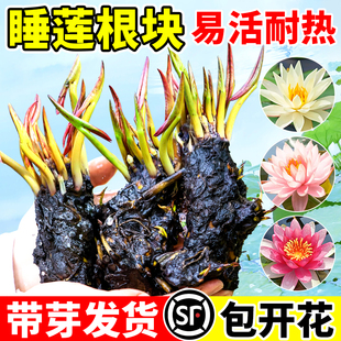 睡莲莲花根块池塘水缸鱼缸耐寒花卉花苞植物四季盆栽水培庭院开花