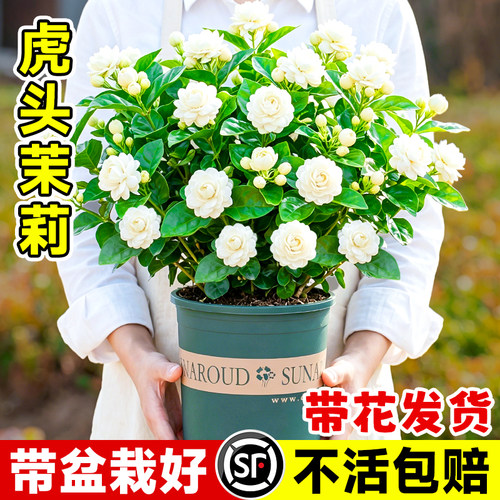 特级虎头茉莉花盆栽重瓣大花独杆圆叶老桩花卉绿植懒人适合养的花