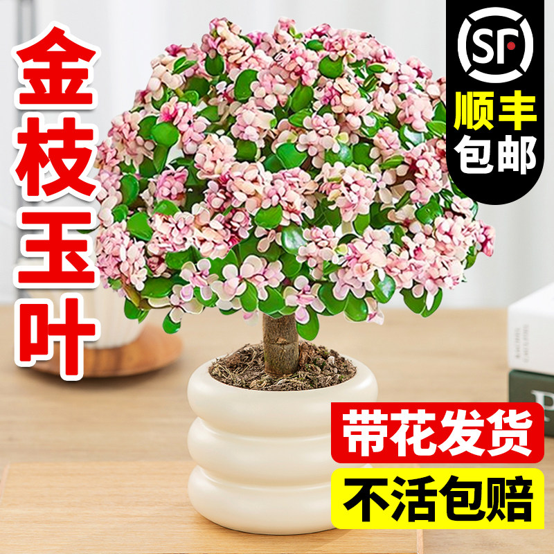 金枝玉叶盆栽造型老桩罕见图片