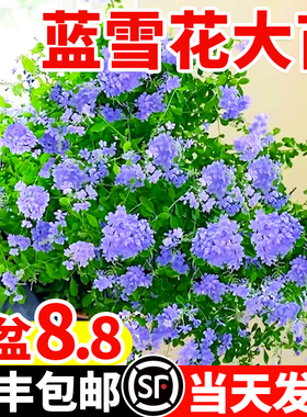 蓝雪花盆栽大苗带花苞爬藤苗花卉绿植阳台室内好养易活的植物四季