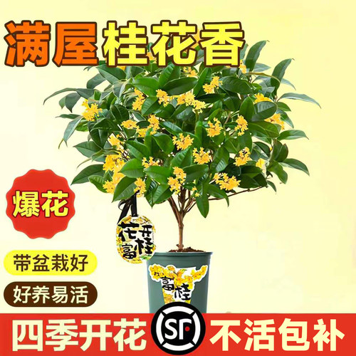 桂花盆栽四季桂树苗浓香开花植物