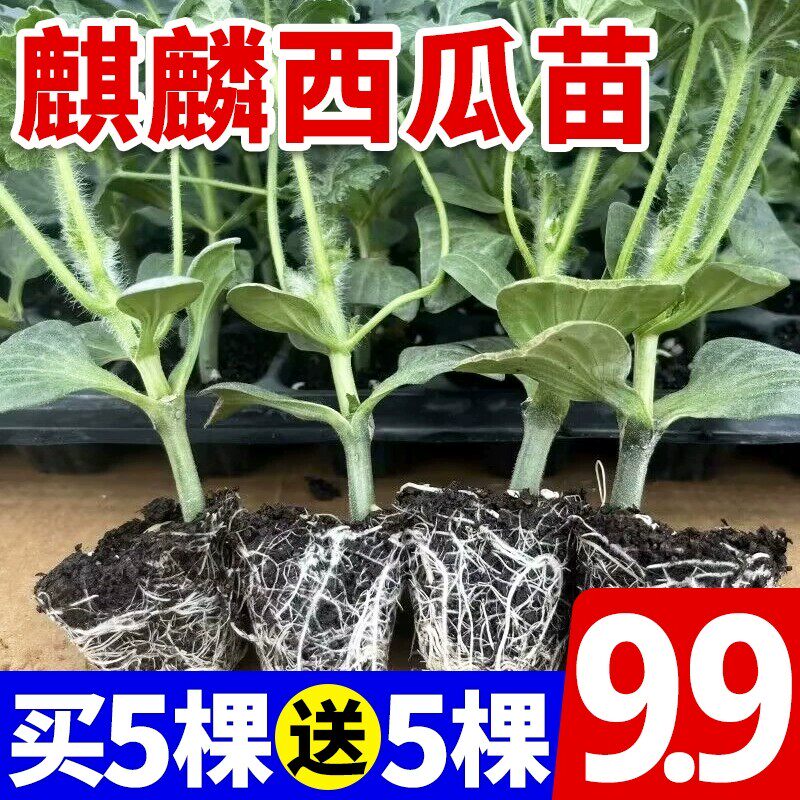 8424冰糖麒麟西瓜苗早佳懒汉无籽美都红玉西瓜秧苗盆栽地栽阳台苗