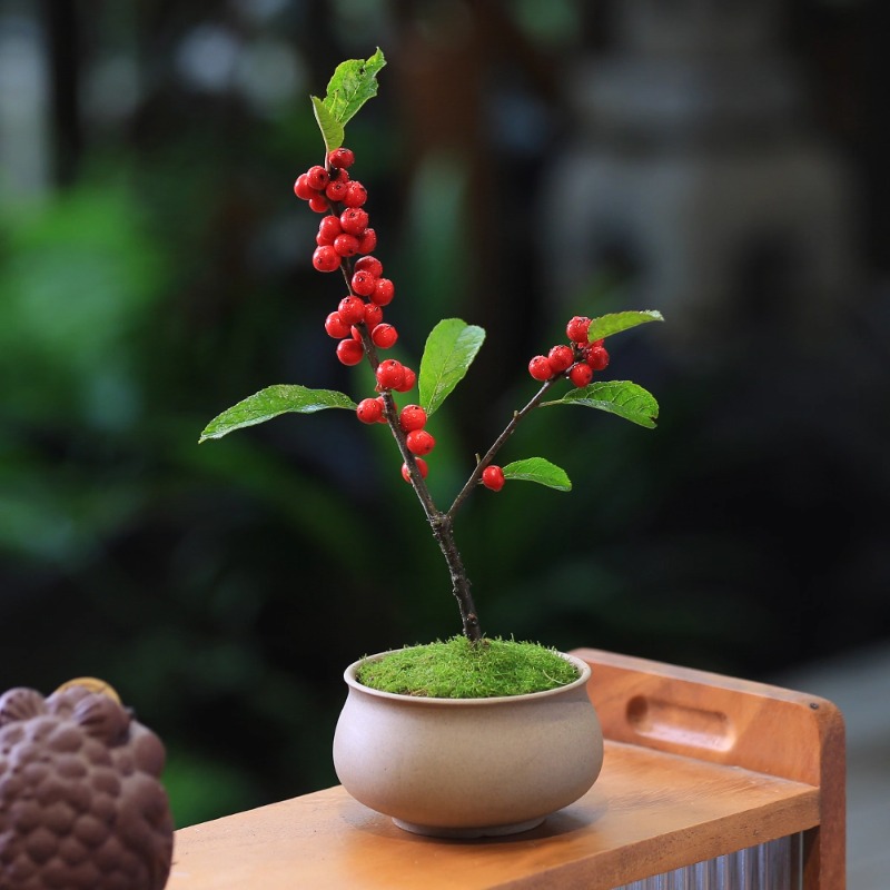 北美冬青盆栽办公室桌面绿植