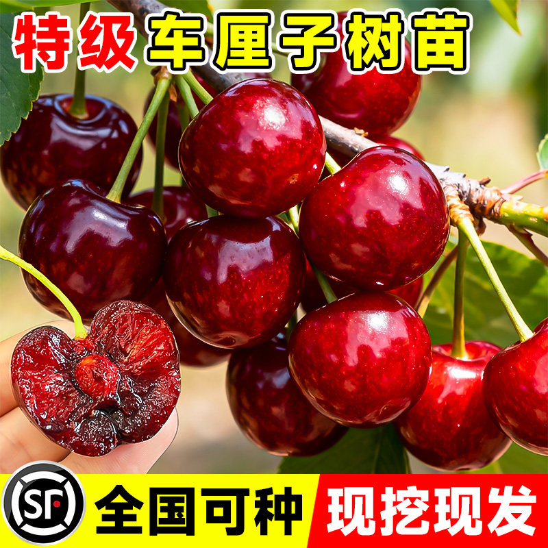 正宗车厘子树苗大樱桃树苗果树果苗嫁接矮化盆栽水果树南方北种植图片
