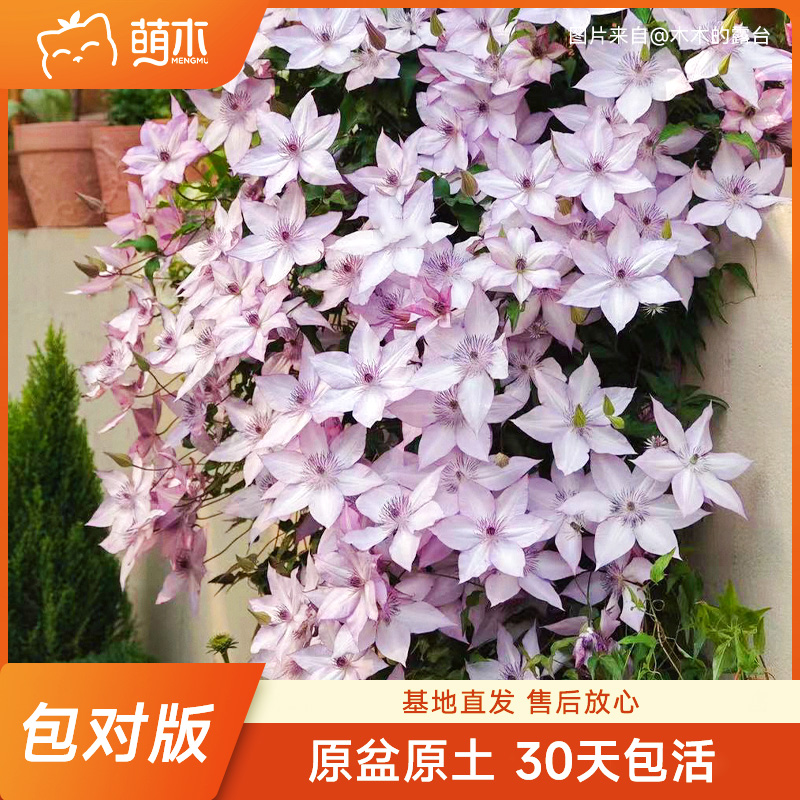 铁线莲爬藤植物乌托邦倒影银币盆栽约瑟芬重瓣