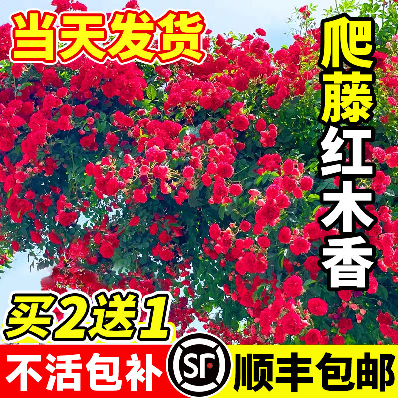 红木香花苗爬藤植物甜蜜黄图片
