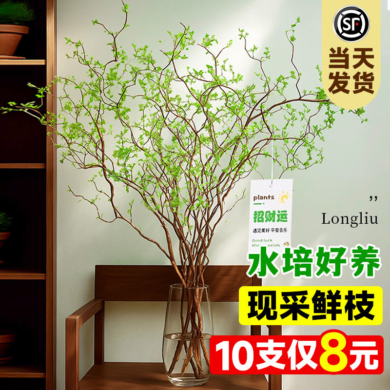 龙柳鲜枝水培植物客厅旺宅绿植雪柳带花苞花卉室内盆栽好养活国风