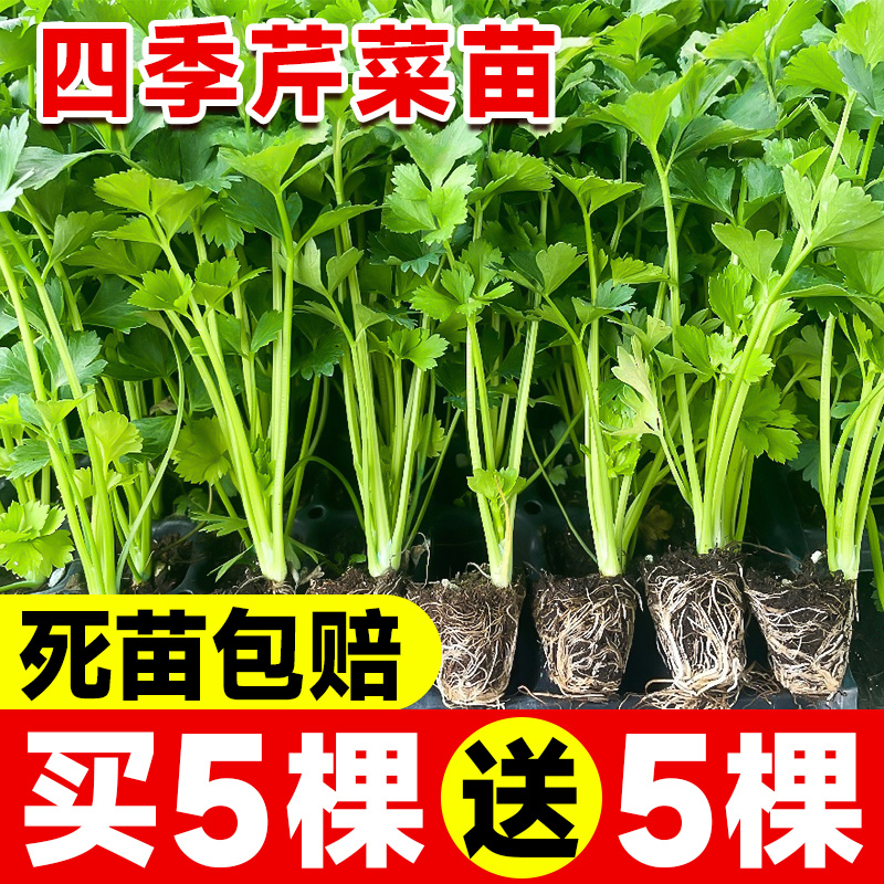 四季芹菜苗秧苗小香芹大芹菜苗老品种芹菜根苗新鲜带土秋季蔬菜苗