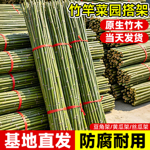 竹竿菜园搭架黄瓜番茄豆角葡萄支撑杆篱笆栅栏小竹子细竹竿爬藤架
