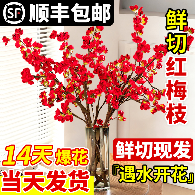 红梅干枝水培桃花枝鲜切枝条带花苞雪柳枝珍珠李室内水养花卉盆栽