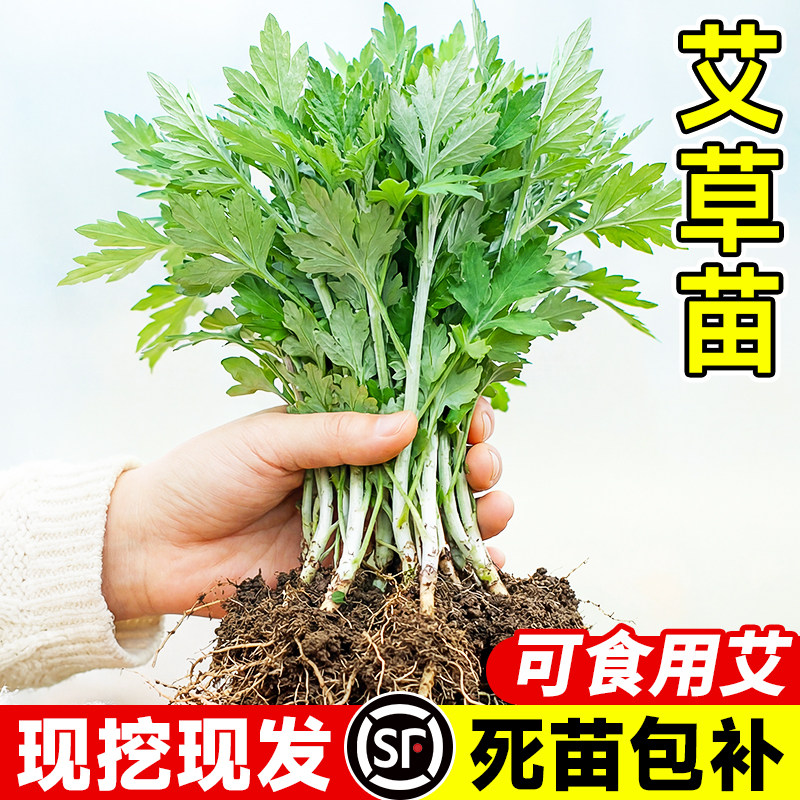 药用食用大叶艾草根种植艾草种子苗驱蚊艾蒿新鲜四季带根艾草苗