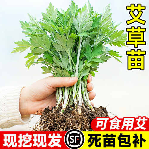 药用食用大叶艾草根种植艾草种子