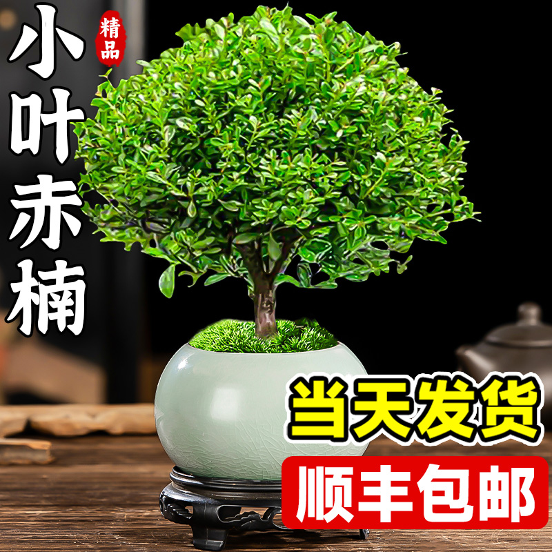 小叶赤楠老桩盆栽迷你植物花卉办公室内桌面小绿植好养四季盆景