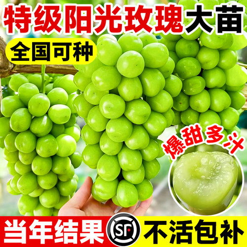 阳光玫瑰葡萄树苗巨峰夏黑大苗果树果苗四季种植院爬藤南北方耐寒