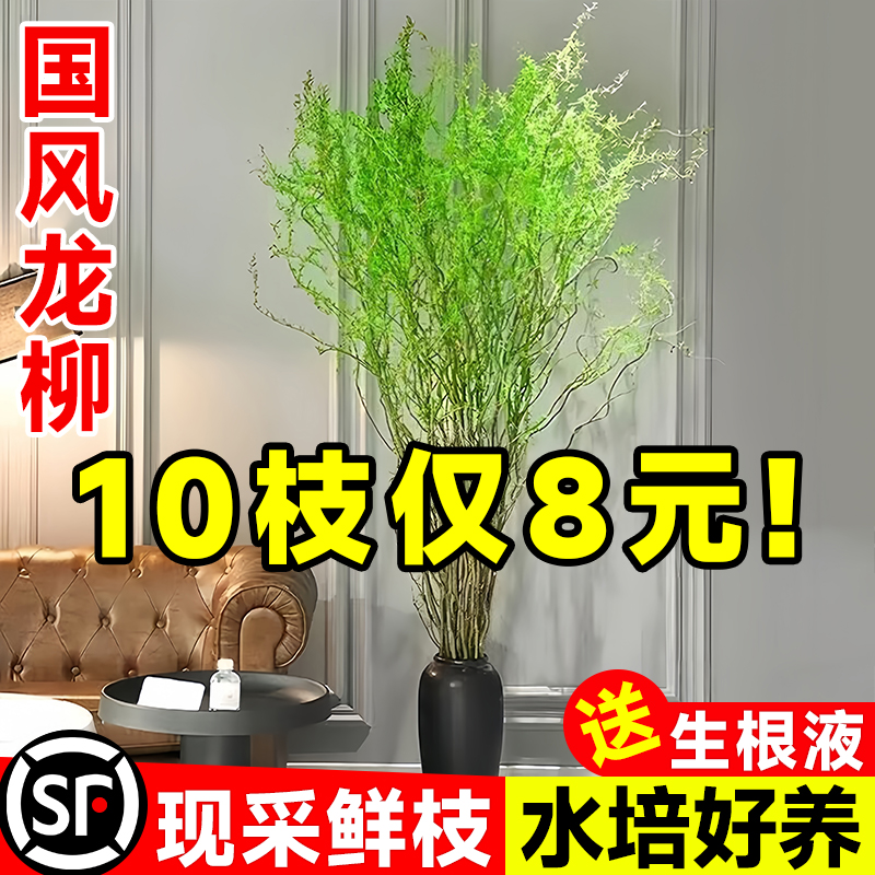 龙柳鲜枝水培植物客厅旺宅绿植
