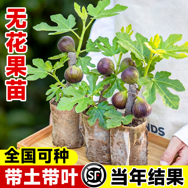 无花果树果苗带叶果树苗波姬红青皮当年结果盆栽四季南北方种植