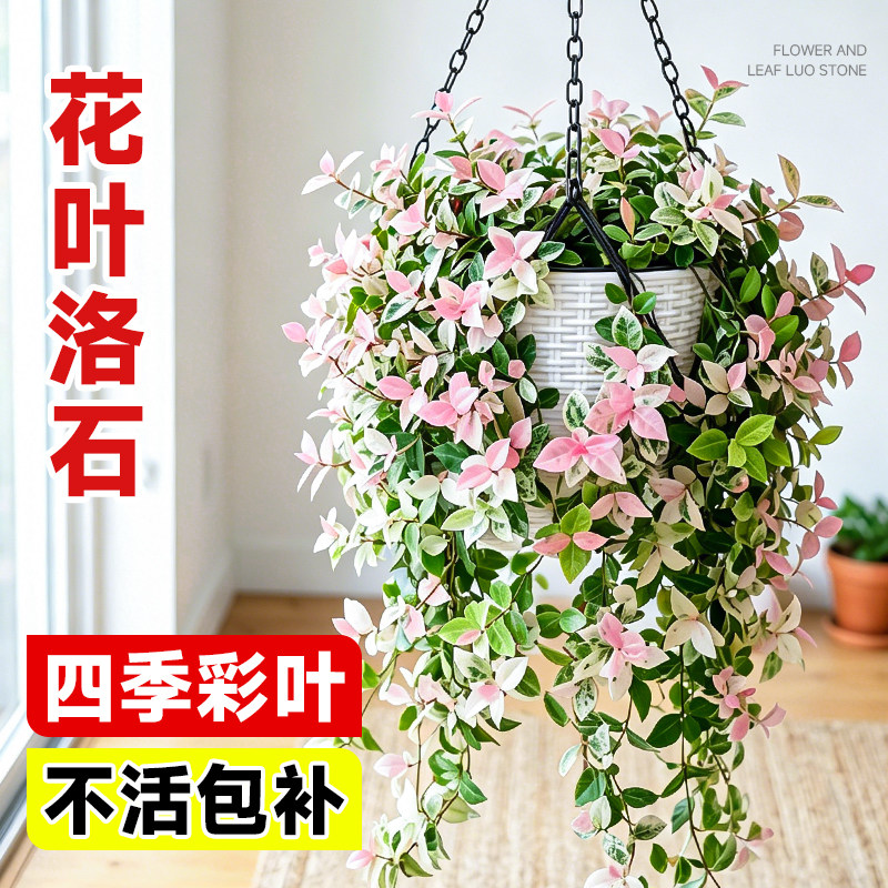 花叶络石垂吊大盆栽四季五彩观叶爬藤苗好养室内黄金络石植物盆景