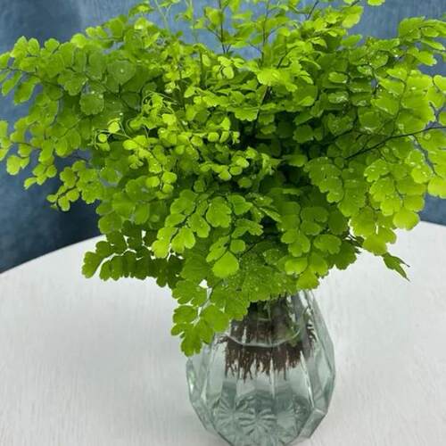 绿植花卉耐阴净化空气水培 铁线蕨盆栽铁丝草多年生常绿草本观叶