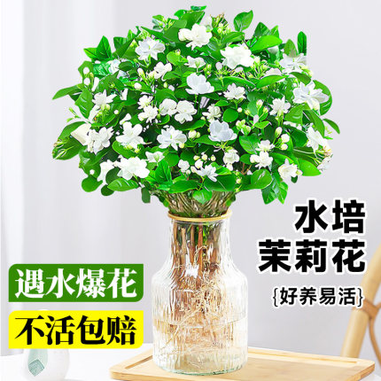 茉莉花水培植物盆栽带花苞办公室内桌面好养花卉懒人绿植水养鲜花