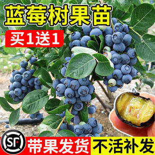 蓝莓树果苗当年结果带花苞蓝莓苗南北方种植兔眼特大阳台盆栽树苗