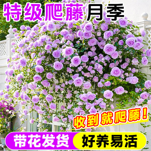 蔷薇藤本月季花苗特大花浓香型庭院爬藤四季盆栽阳台玫瑰爬墙植物