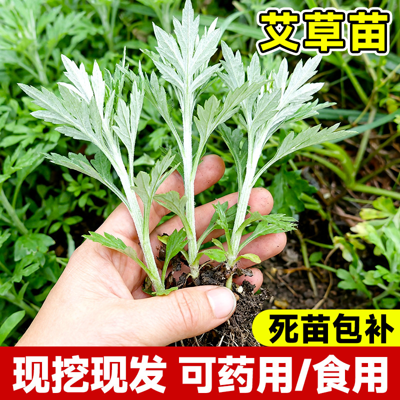 药用食用大叶艾草根种植艾草种子苗驱蚊艾蒿新鲜四季带根艾草苗