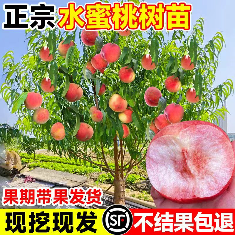 早熟水蜜桃树苗嫁接南方北方种植
