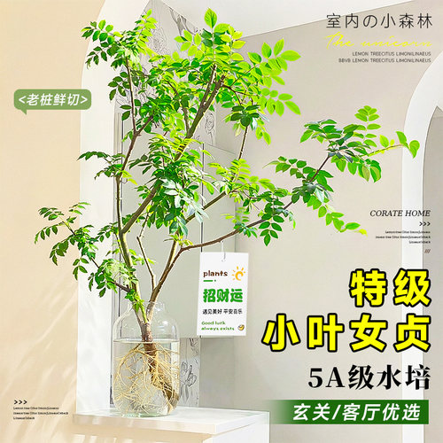 小叶女贞水培植物丁香造型树老桩四季常青室内好养客厅桌面高级感