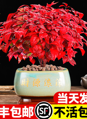 火焰南天竹盆栽客厅室内绿植红叶桌面盆景小矮桩特级树苗四季好养
