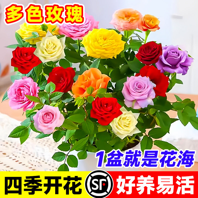多色嫁接玫瑰花盆栽带花苞室内阳台月季花苗四季耐寒植物好养易活,鲜花速递/花卉仿真/绿植园艺,月季/蔷薇/玫瑰,淘宝优惠券,粉丝福利购,淘宝优惠卷