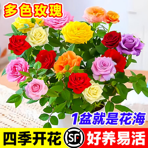 多色玫瑰花苗盆栽月季带盆栽好