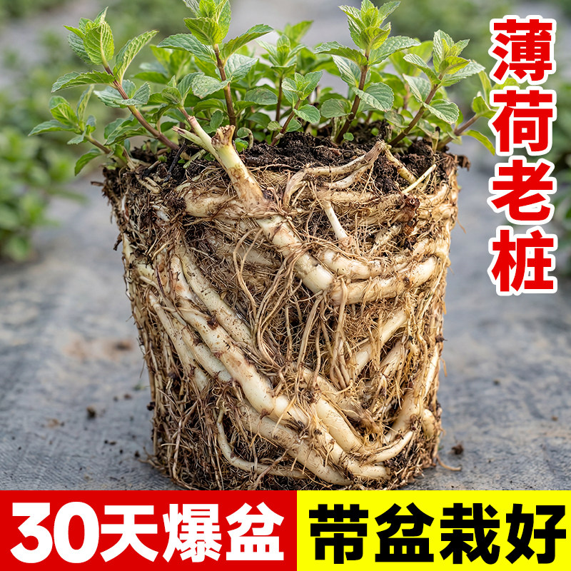 薄荷老桩盆栽可食用驱蚊绿植带盆栽好新鲜老根薄荷苗室内阳台种植