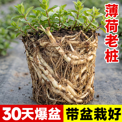 薄荷盆栽薄荷苗老桩可食用盆栽