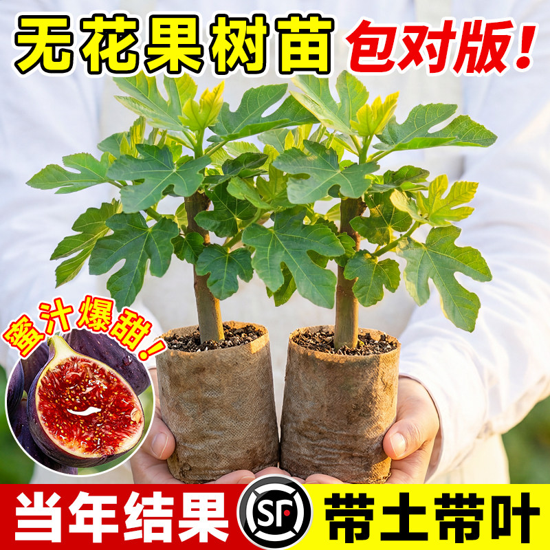 无花果树果苗带叶发货图片
