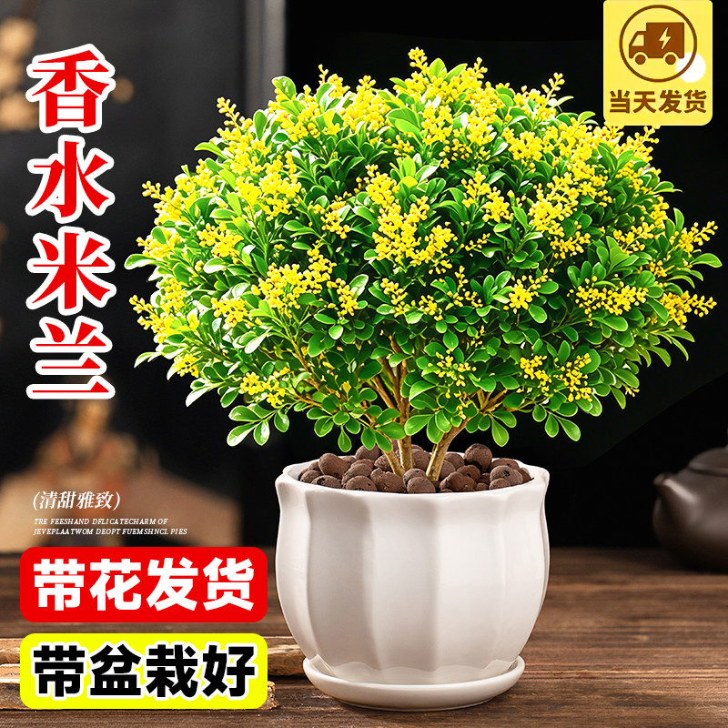 香水米兰花盆栽树苗带花苞图片