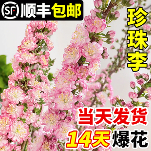 水培珍珠李鲜切枝条红梅干枝水培重瓣樱花桃花枝腊梅雪柳室内好养