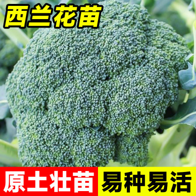 西兰花苗花菜苗白花菜苗