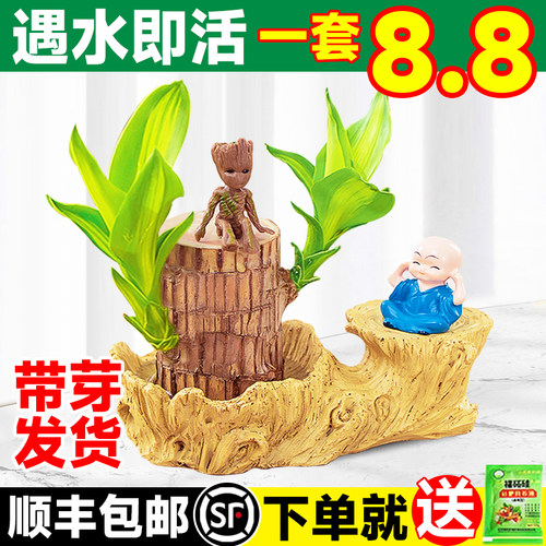 巴西木幸运木开花水养绿植盆栽格