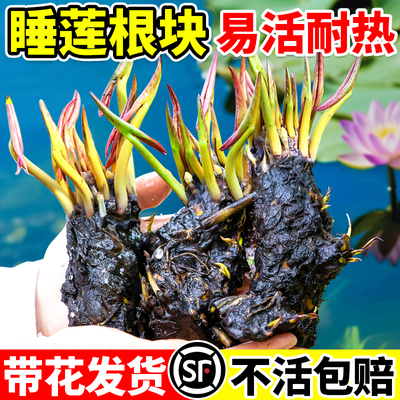 睡莲莲花根块池塘水缸鱼缸耐寒花卉花苞植物四季盆栽水培庭院开花