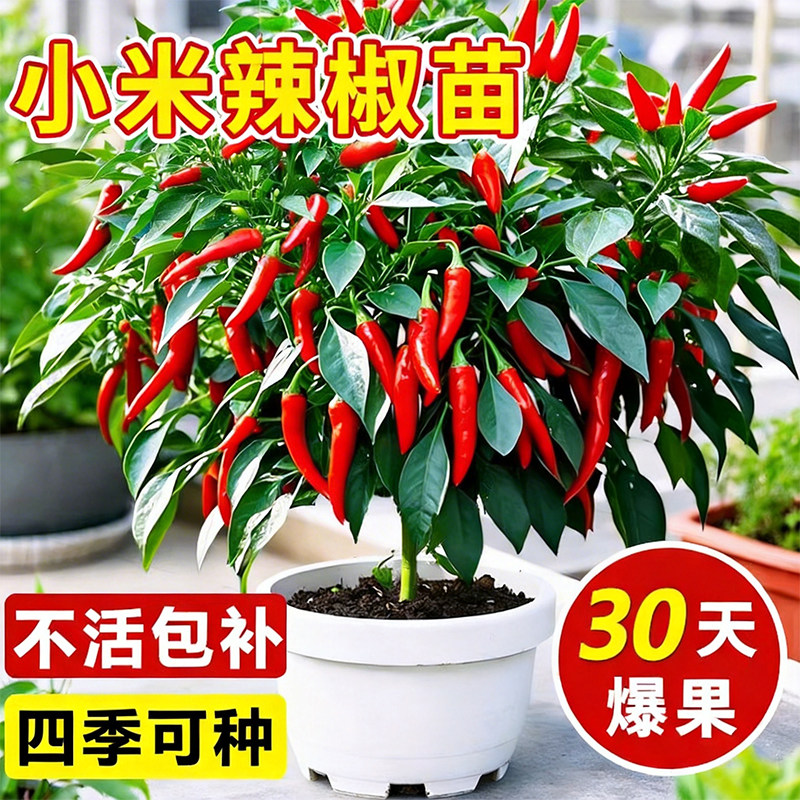 小米辣椒苗秧苗朝天椒樟树港图片