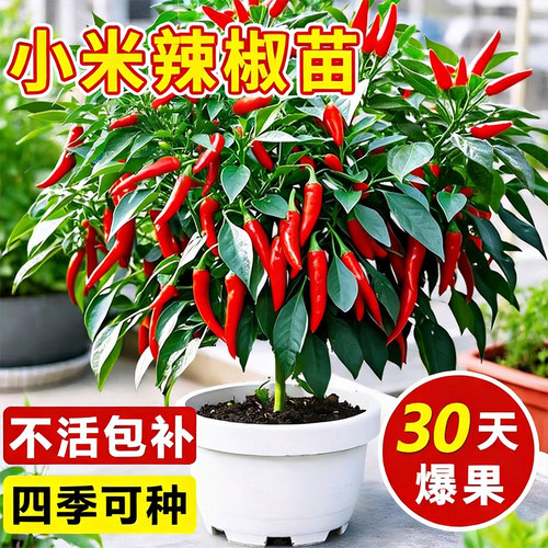 小米辣椒苗秧苗朝天椒樟树港