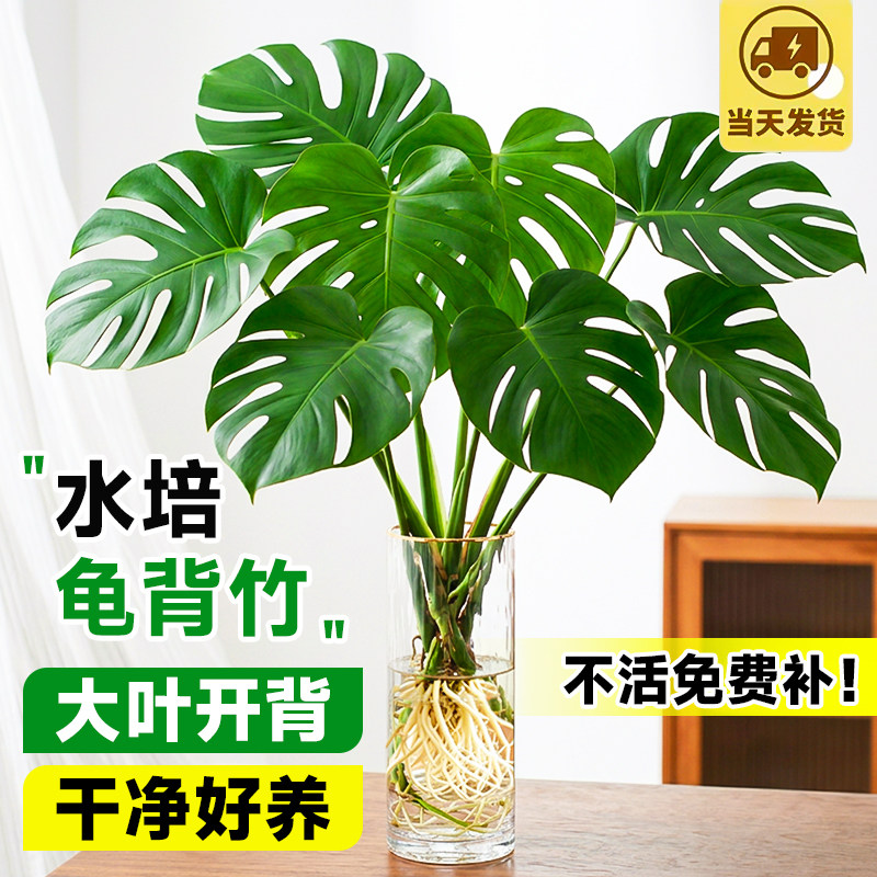 龟背竹水培植物室内好养绿植图片