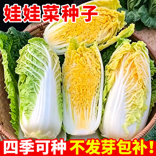 正宗娃娃菜种子早熟娃娃菜苗黄心娃娃菜种籽四季室外高产蔬菜种子