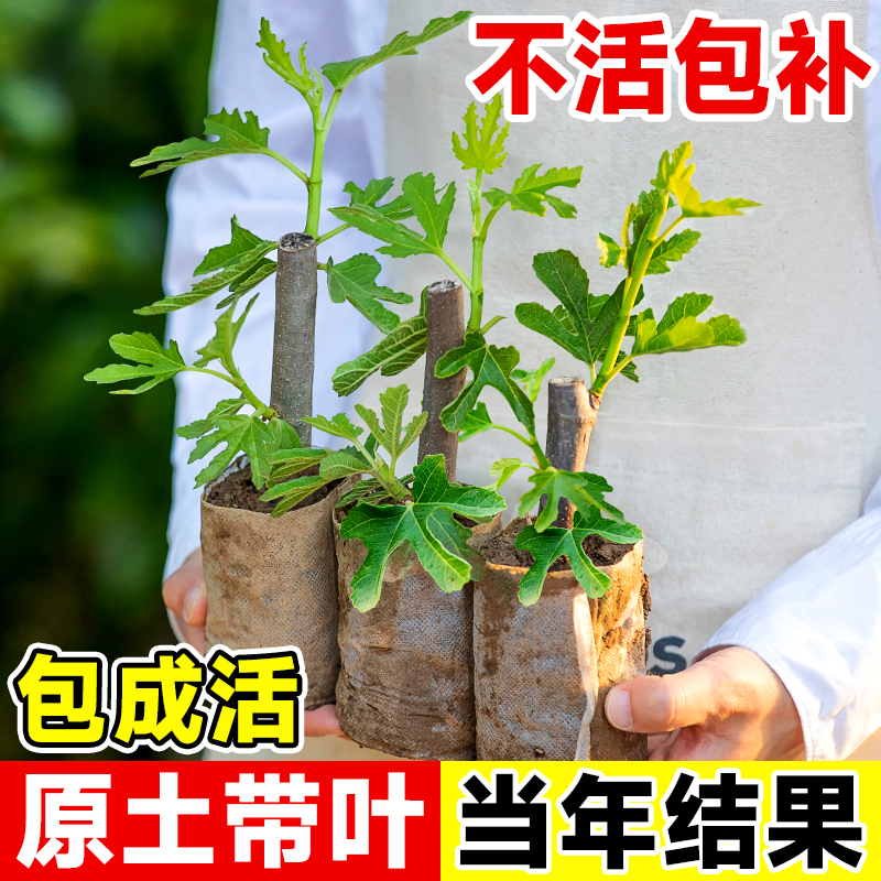 无花果树果苗带叶果波姬红青皮盆栽树苗当年结果四季南北方种植